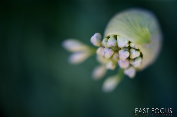 Bud