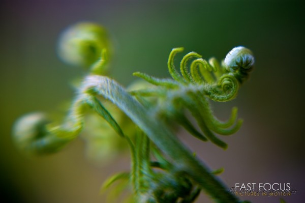 Evolving Beauty @ Kirstenbosch Gardens, Cape Town