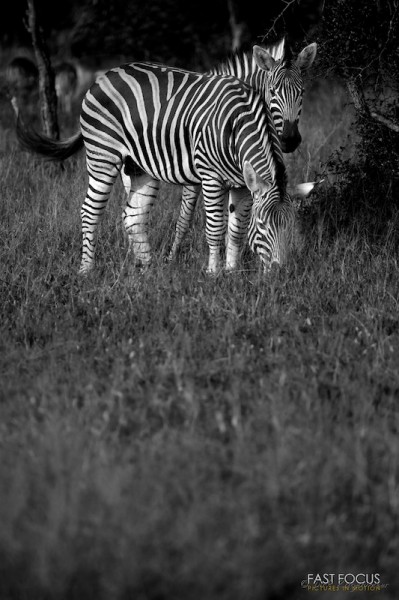 Zebra II @ Sabie Sands, ZA