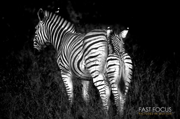Zebra @ Sabie Sands, ZA