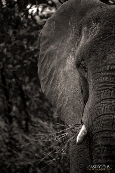The big one @ Sabie Sands, ZA
