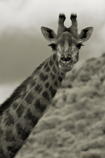 Always Aware... @ Leopard Mountain, ZA