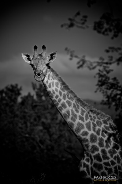 Giraffe @ Leopard Mountain, ZA