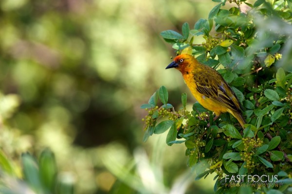 Bird @ Giant Castle, ZA
