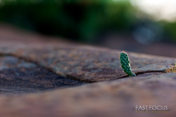Cactus @ Valley of Desolation, Graaff Renert, ZA