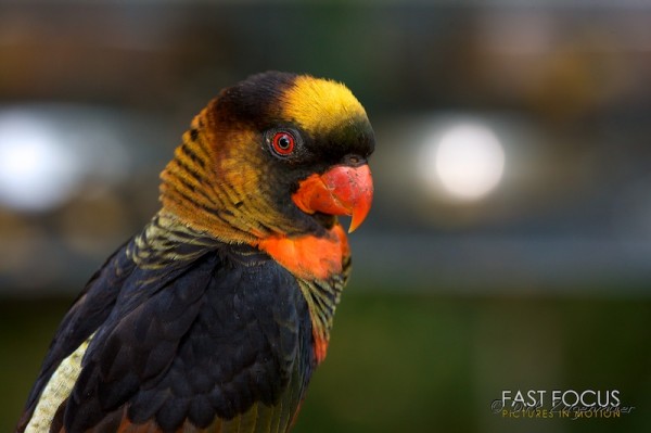 Bird @ Birdland, Knysna, ZA