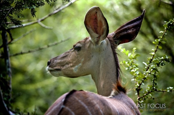 Kudu @ Sabi Sand, ZA