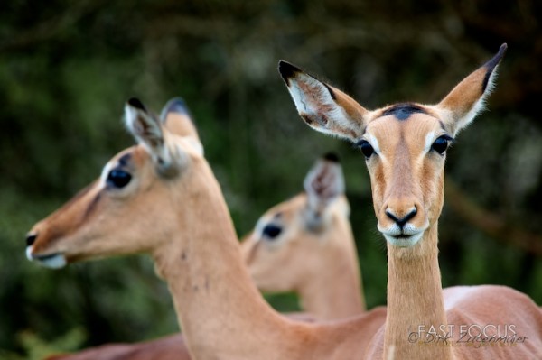 Impala @ Sabi Sand, ZA