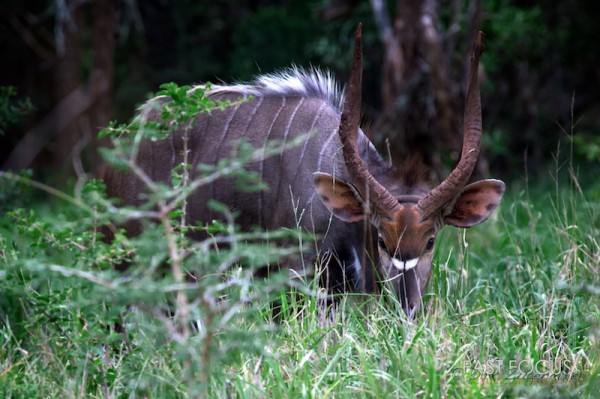 Kudu @ Sabi Sand, ZA
