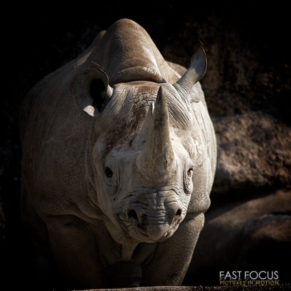 Big Guy Big Guy