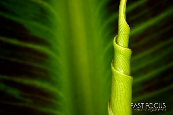 Green One Green One