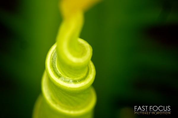 Green Two Green Two