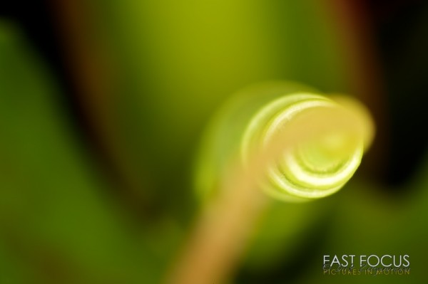 Green Three Green Three